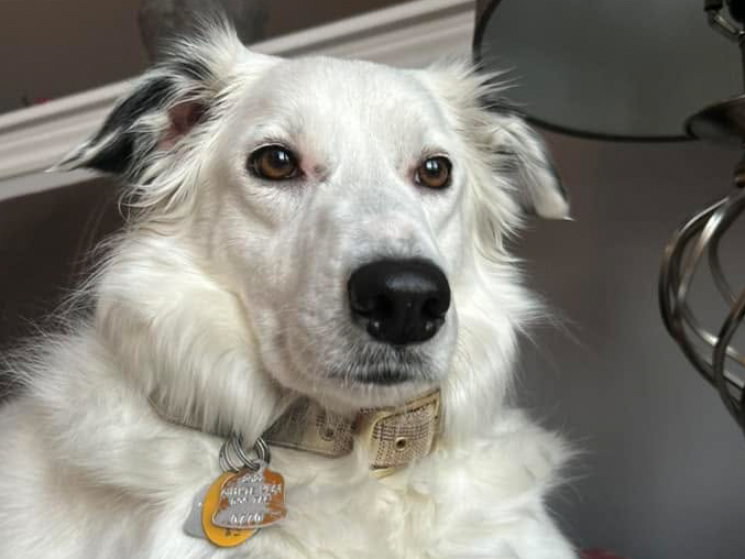 Shelby portrait