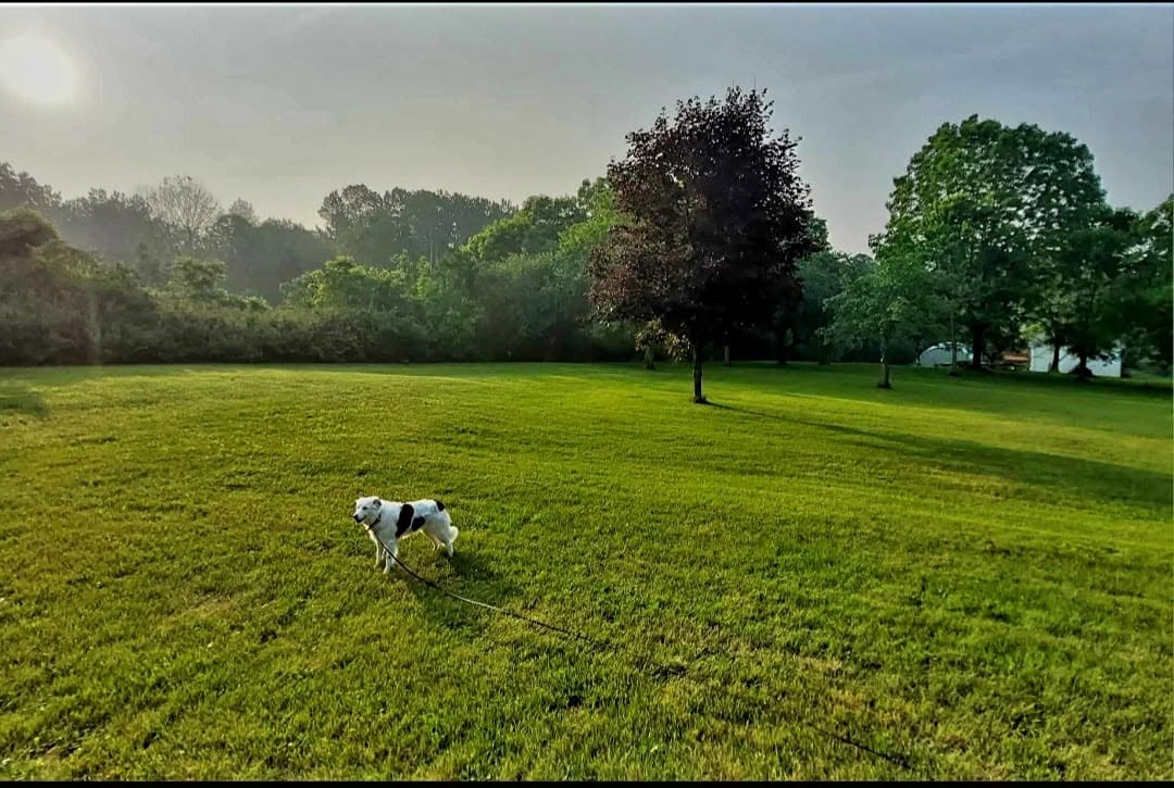 Corgi running inside